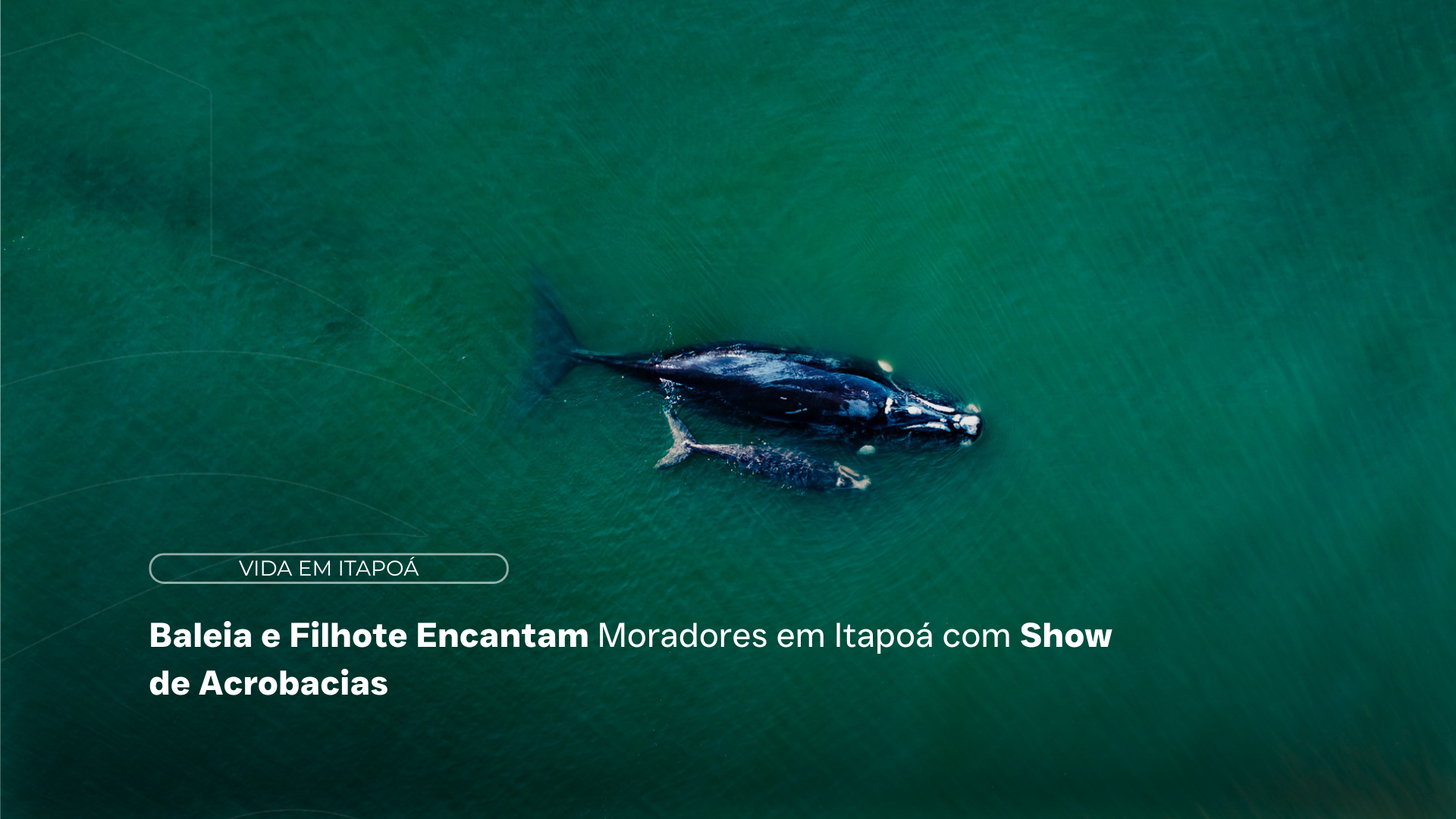 Baleia mãe e filhote em mar de Itapoá