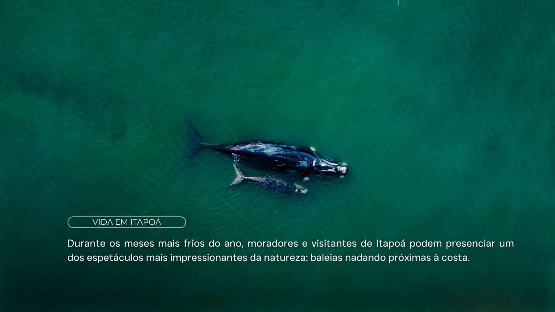 Baleias em Itapoá